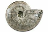 Silver Iridescent Ammonite (Cleoniceras) Fossil - Madagascar #344165-1